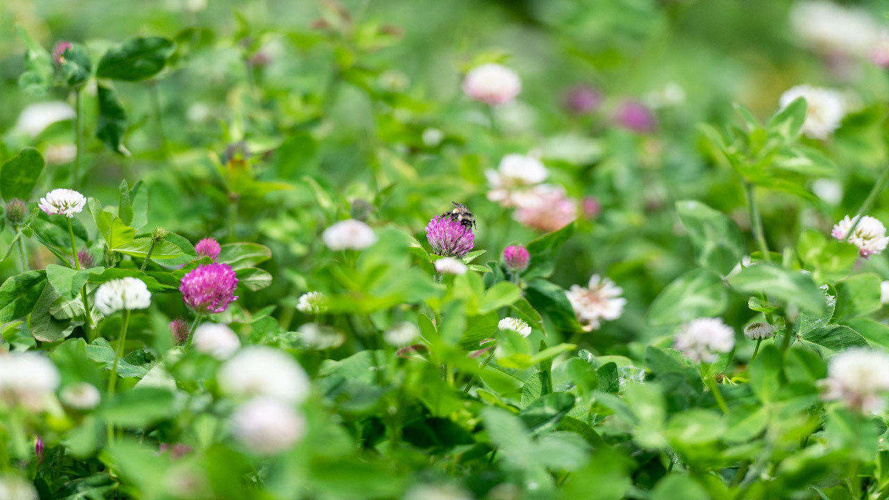 What is a No Mow May and How Does It Help Pollinators in Your Garden? What is a No Mow May and How Does It Help Pollinators in Your Garden?
