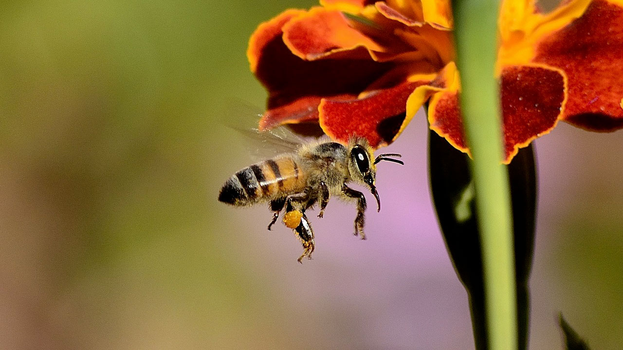 The Bees Need Our Help The Bees Need Our Help