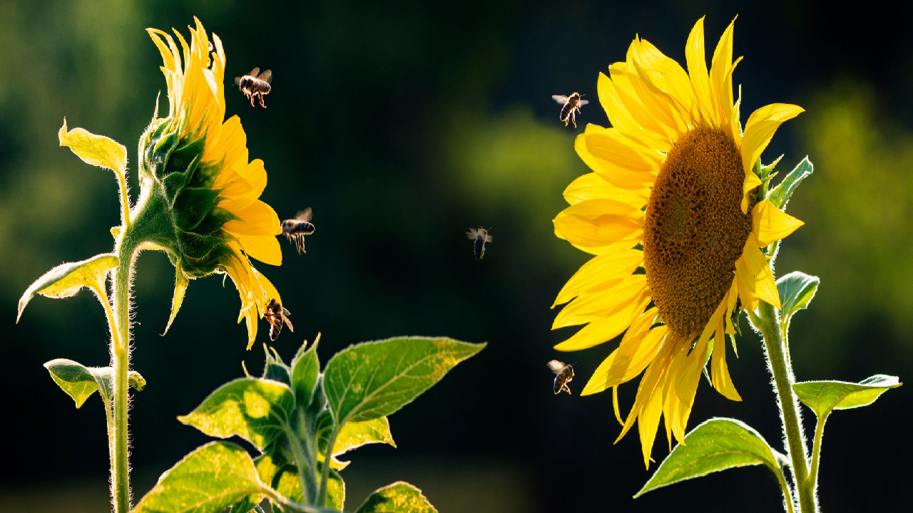 Planning Your Pollinator Garden Planning Your Pollinator Garden