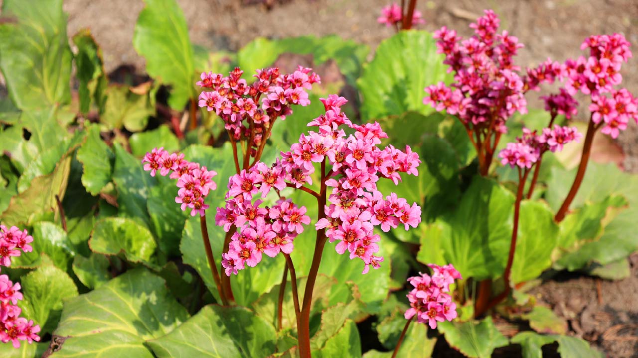 Top 10 Early Blooming Perennials to Brighten Up Your Flower Beds
