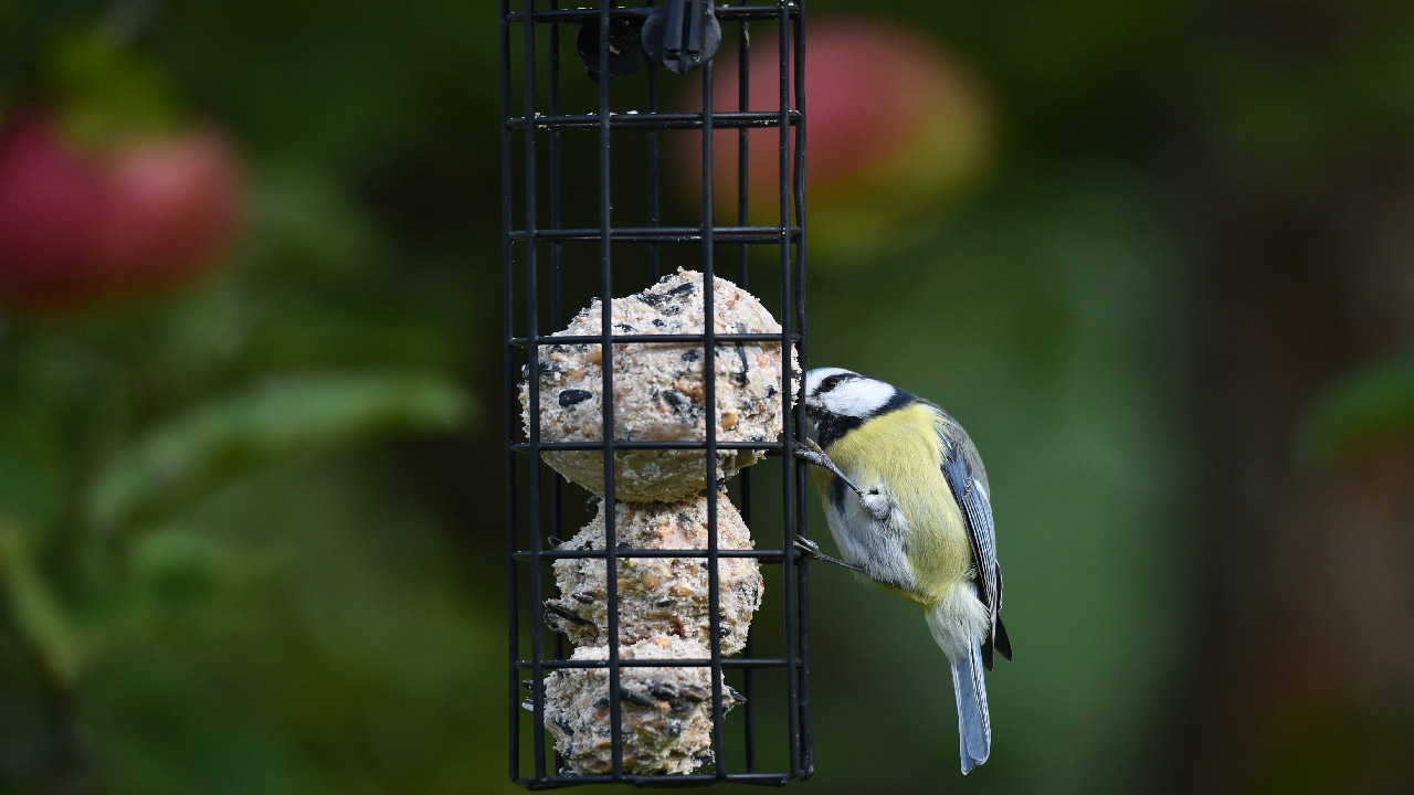 A Comprehensive Guide to Bird Suet and Feeders A Comprehensive Guide to Bird Suet and Feeders