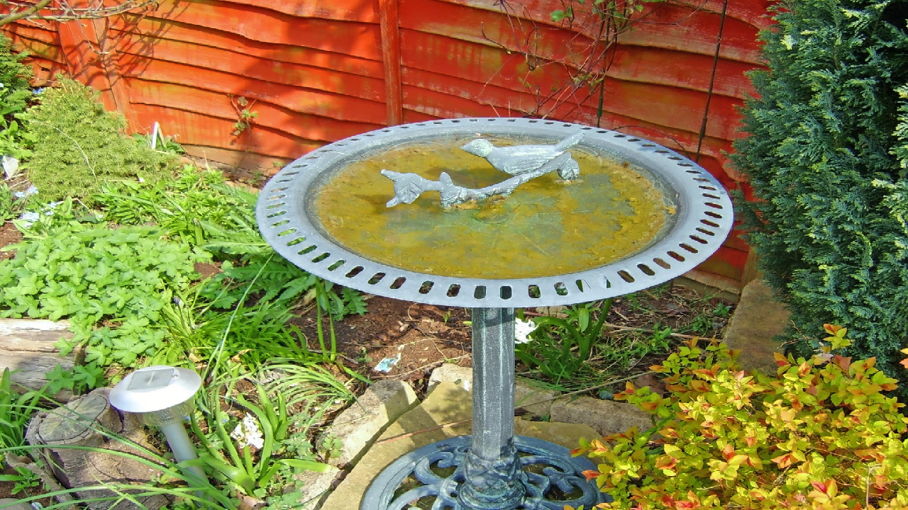 Bird Bath Guide: Creating a Backyard Habitat for Birds  Bird Bath Guide: Creating a Backyard Habitat for Birds