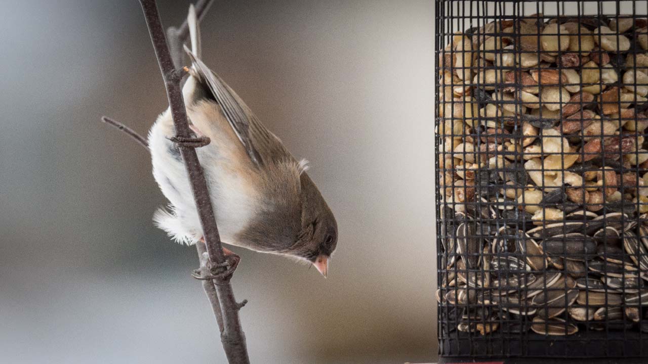 How To Attract Birds to Your Garden How To Attract Birds to Your Garden