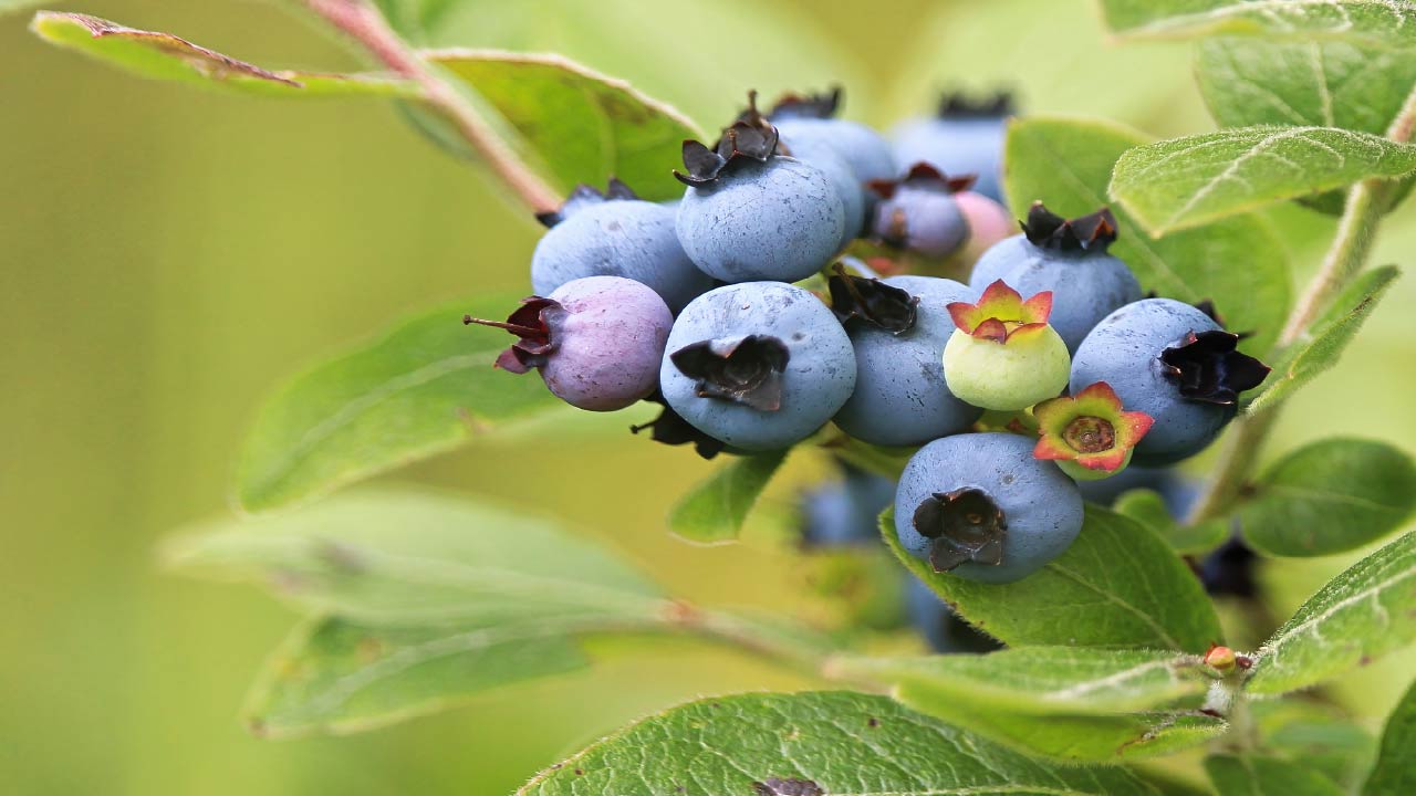 How to Grow Blueberries in Containers