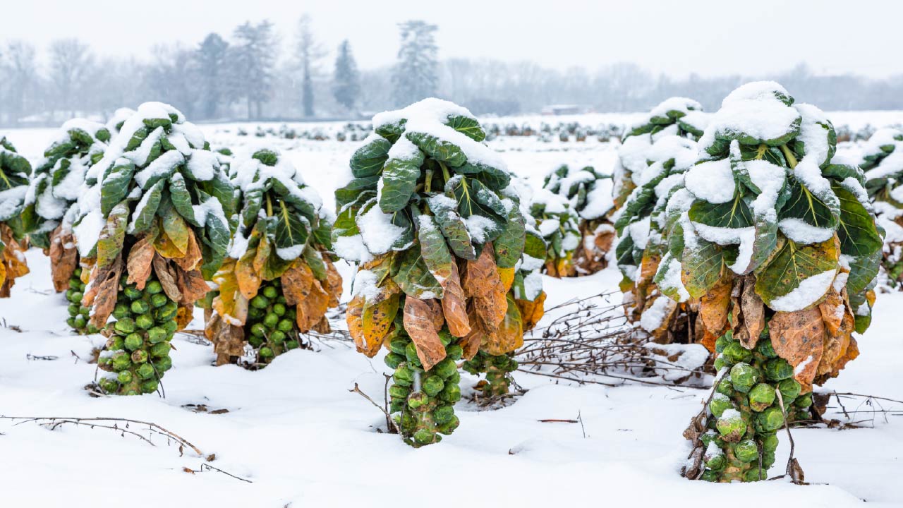 20 Vegetables You Need to Plant in the Fall for Spring Harvest 20 Vegetables You Need to Plant in the Fall for Spring Harvest
