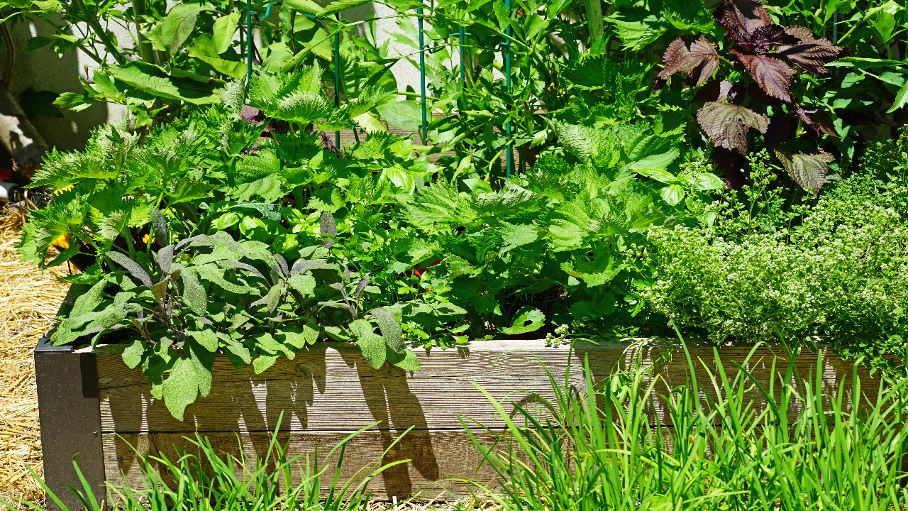 How to Build a Raised Garden Bed for Beginners How to Build a Raised Garden Bed for Beginners