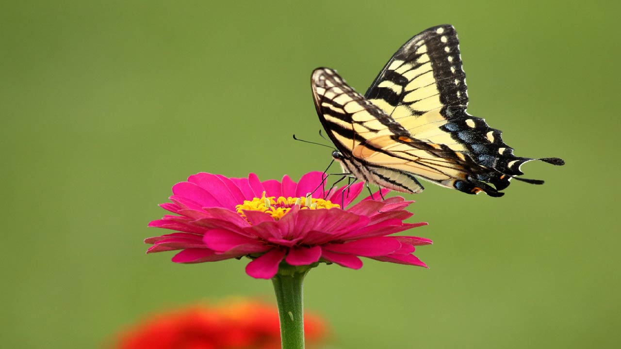 How to Increase Biodiversity in Your Garden: A Detailed and Practical Guide