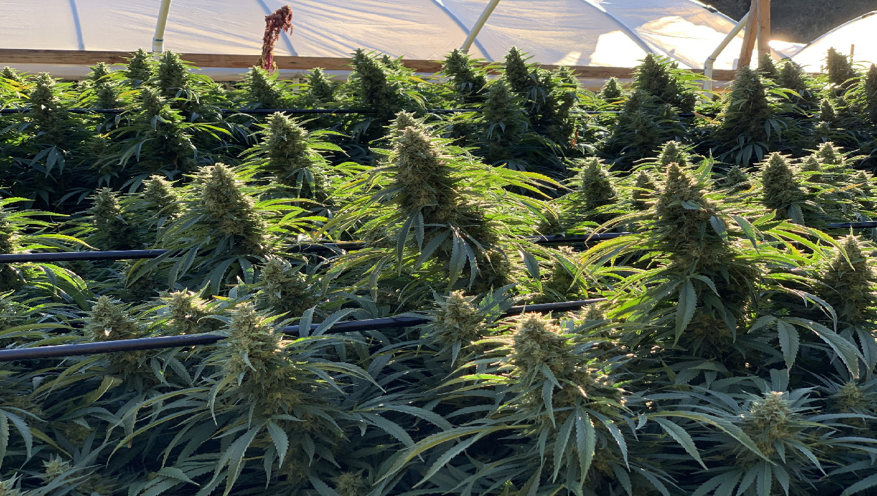 Essential Supplies for Growing Cannabis Guide