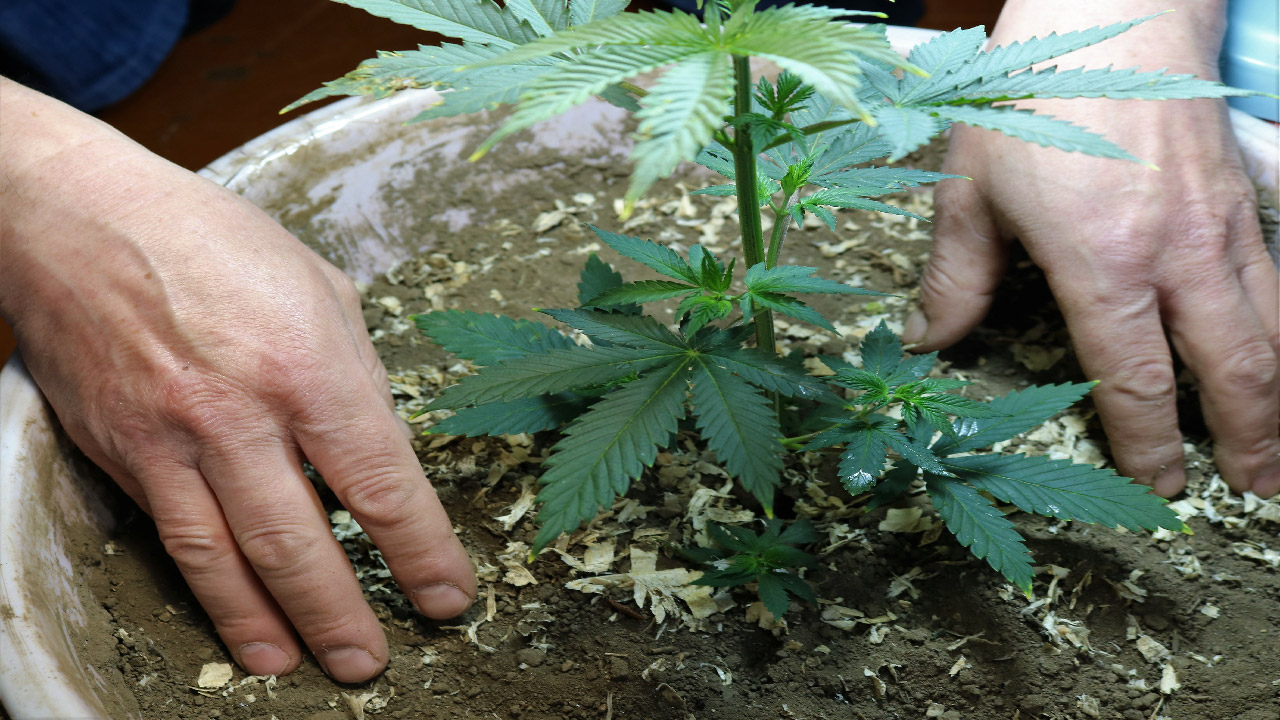 Growing Cannabis in Containers Growing Cannabis in Containers