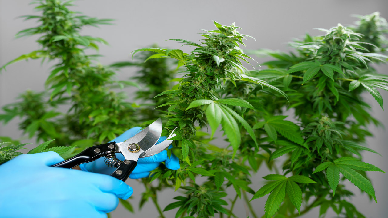 How to Prune Marijuana Plants How to Prune Marijuana Plants
