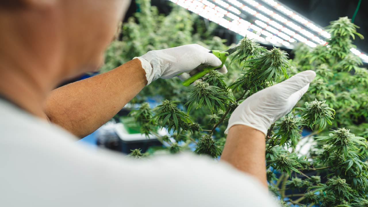 The Best Way to Prune Cannabis Plants:  How to Do It Properly The Best Way to Prune Cannabis Plants:  How to Do It Properly