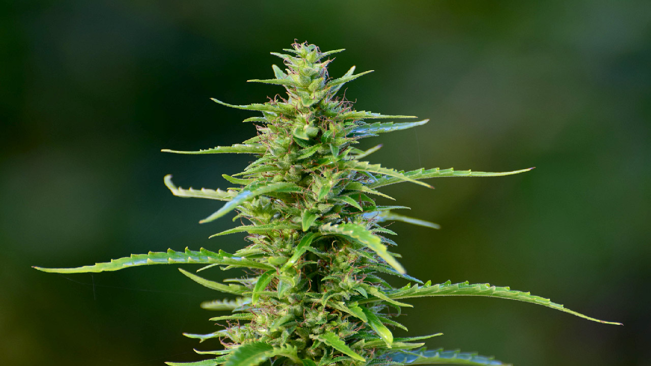 Frequently Asked Questions About Growing Cannabis  Frequently Asked Questions About Growing Cannabis