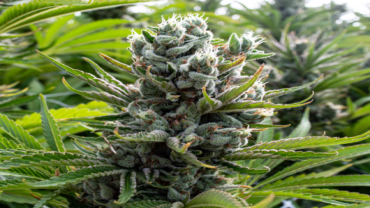 Essential Equipment You'll Need to Grow Cannabis