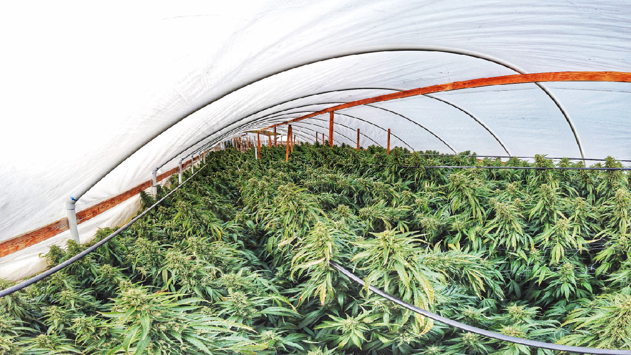 Laws to Consider for Growing Weed in California