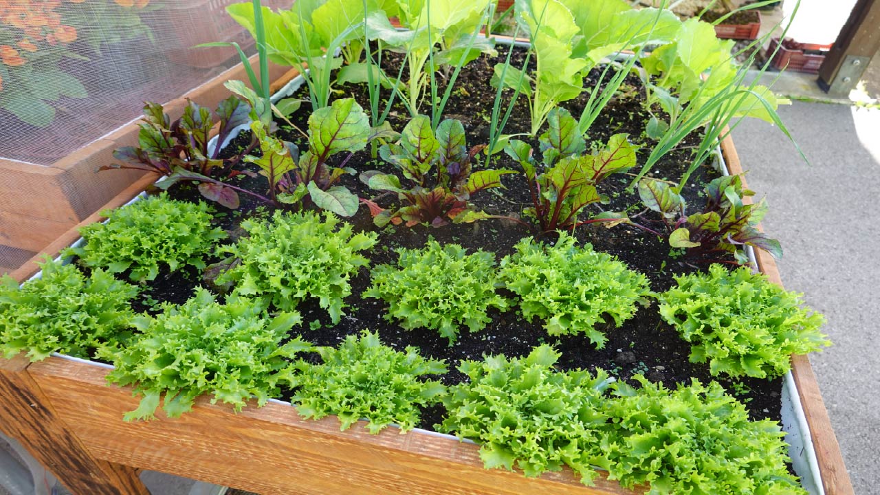 10 Low-Maintenance Garden Ideas to Save Time and Effort 10 Low-Maintenance Garden Ideas to Save Time and Effort