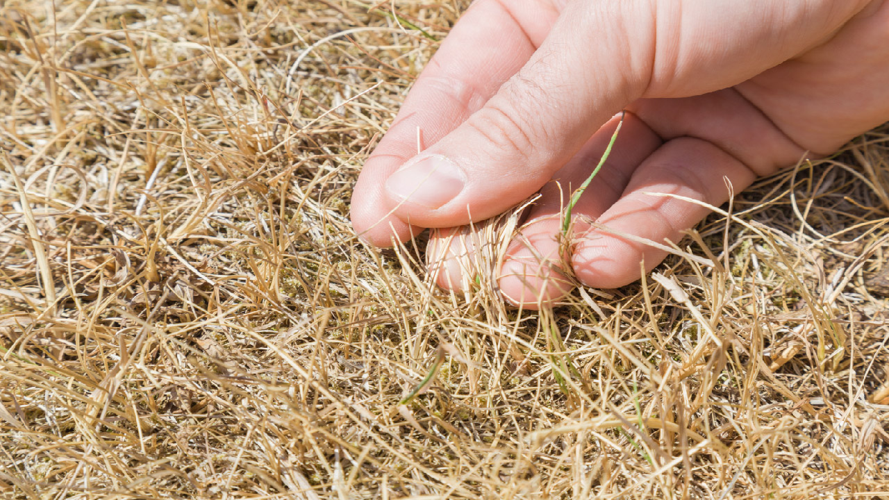 What Does Climate Change Mean for Your Garden What Does Climate Change Mean for Your Garden