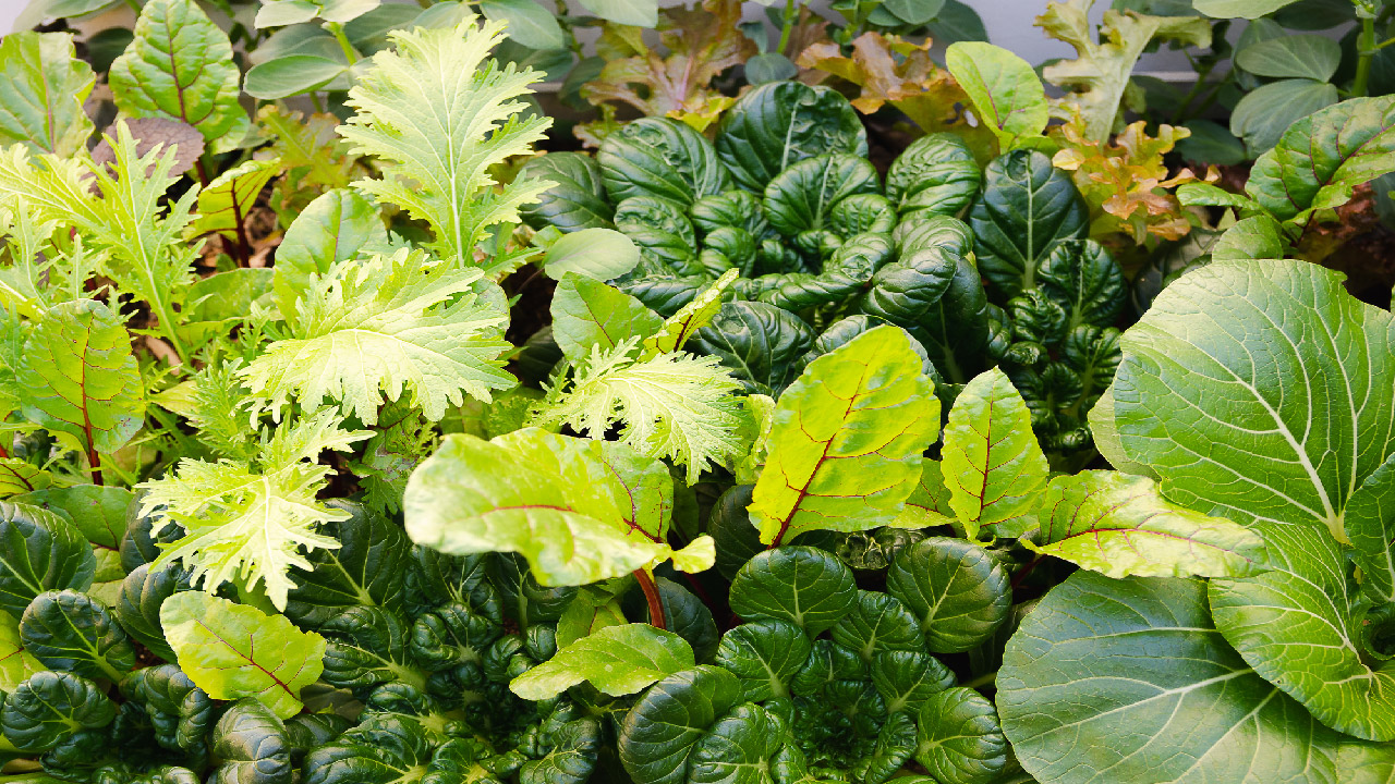 Everything About Cool Season and Warm Season Vegetables  Everything About Cool Season and Warm Season Vegetables
