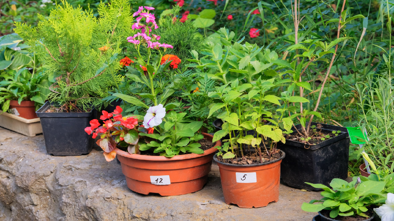 Tips for Container Gardening Tips for Container Gardening