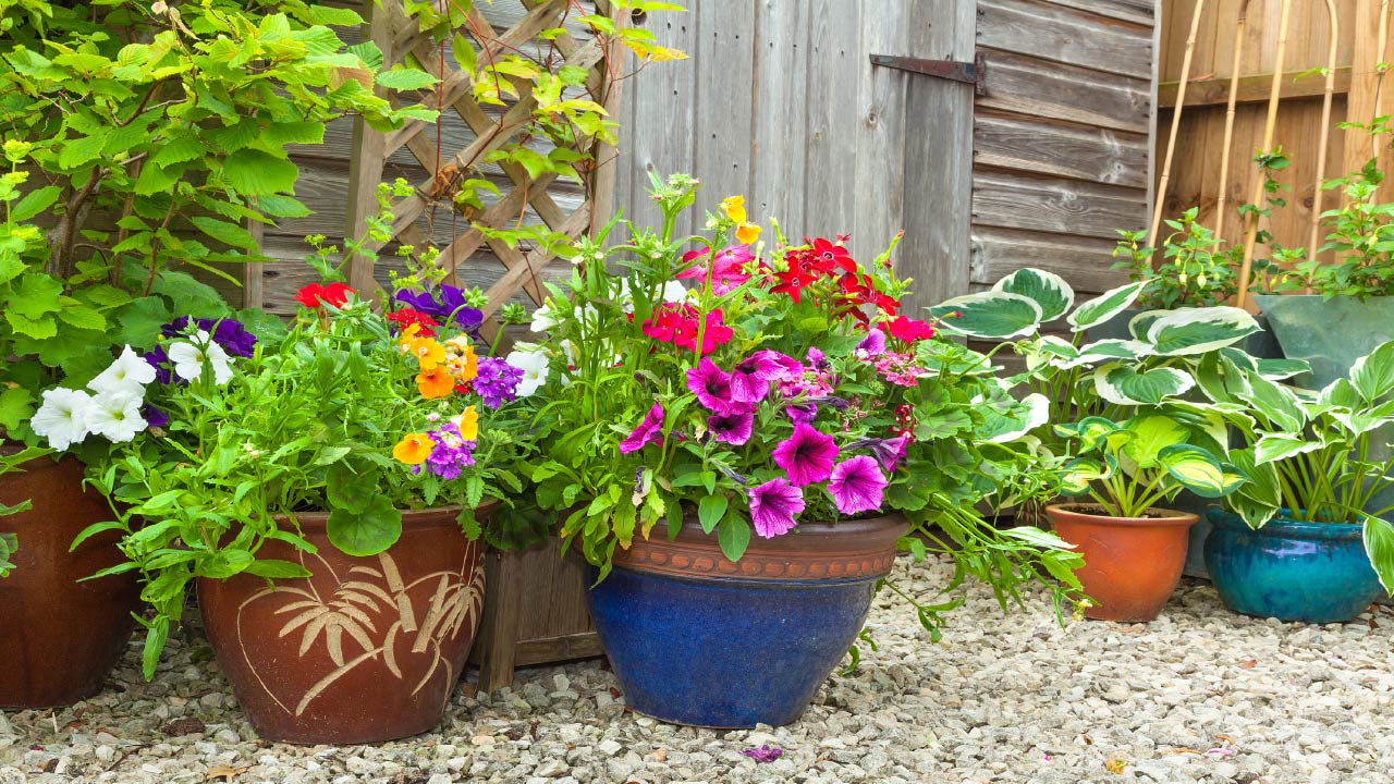 5 Hacks for Watering Container and Potted Plants