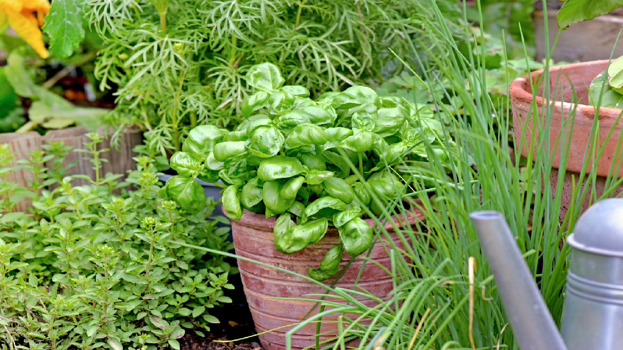 5 Innovative Gardening Techniques to Try in 2024 5 Innovative Gardening Techniques to Try in 2024