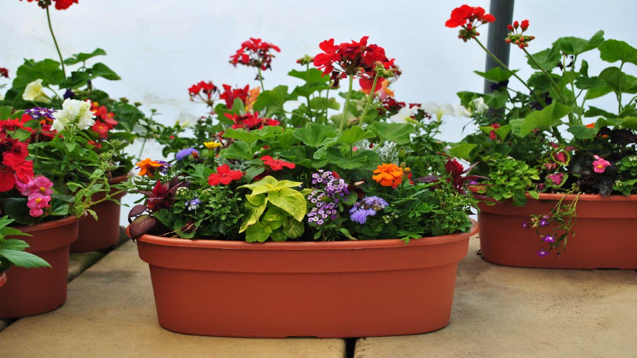 How to Install Drip Irrigation for Containers and Hanging Baskets