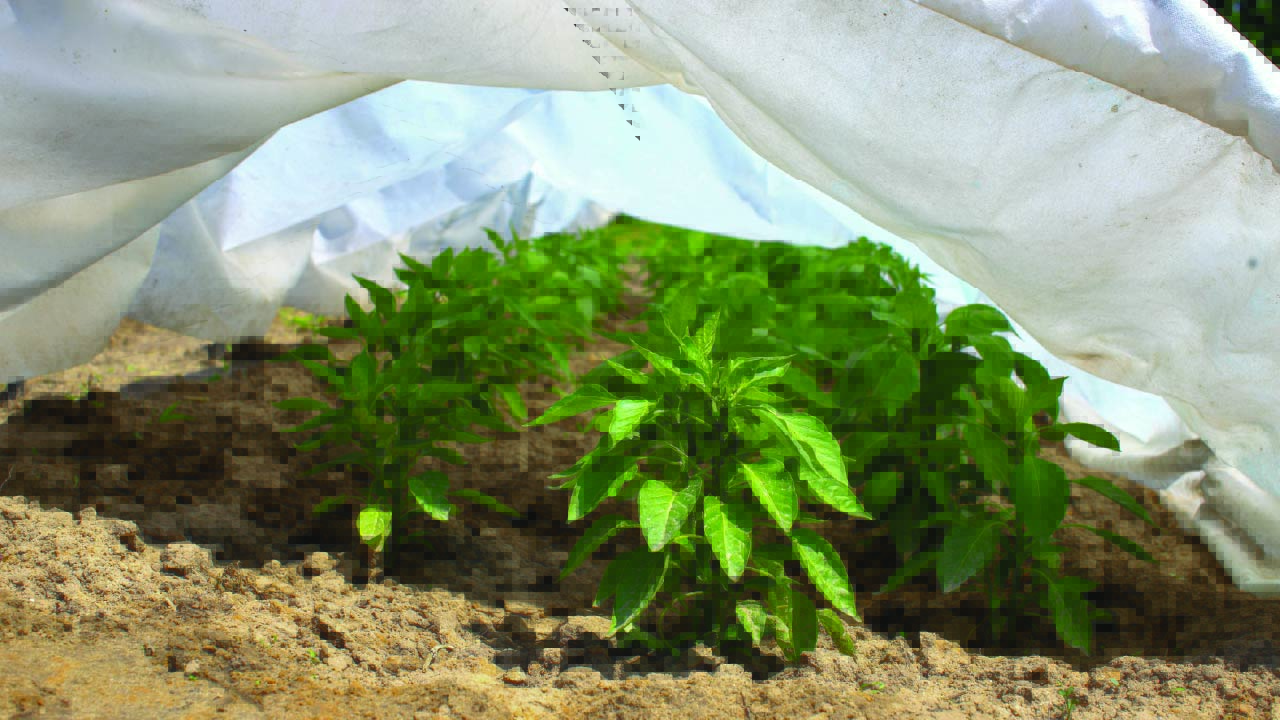 5 Types of Plant Covers that Gardeners Should Use  5 Types of Plant Covers that Gardeners Should Use