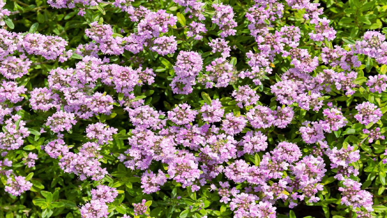 10 Groundcovers That Suppress Weeds Naturally