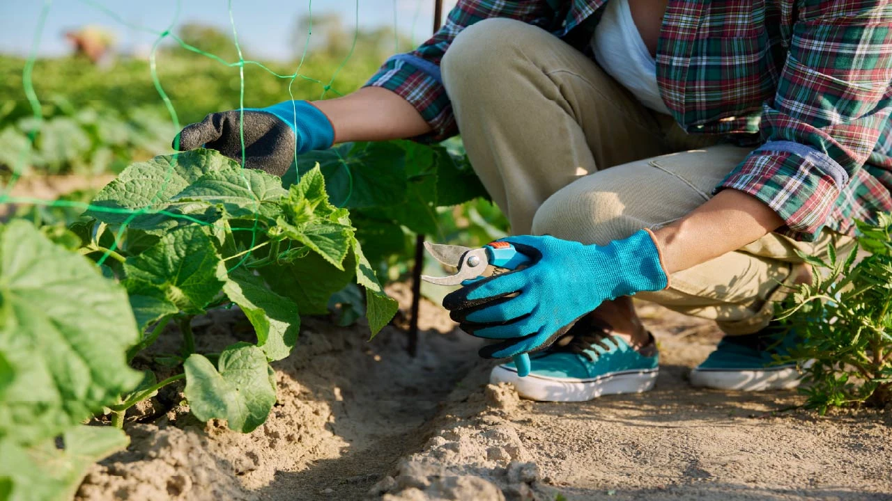 How to Prune Tomatoes, Peppers, and Cucumbers Summer Pruning Guide