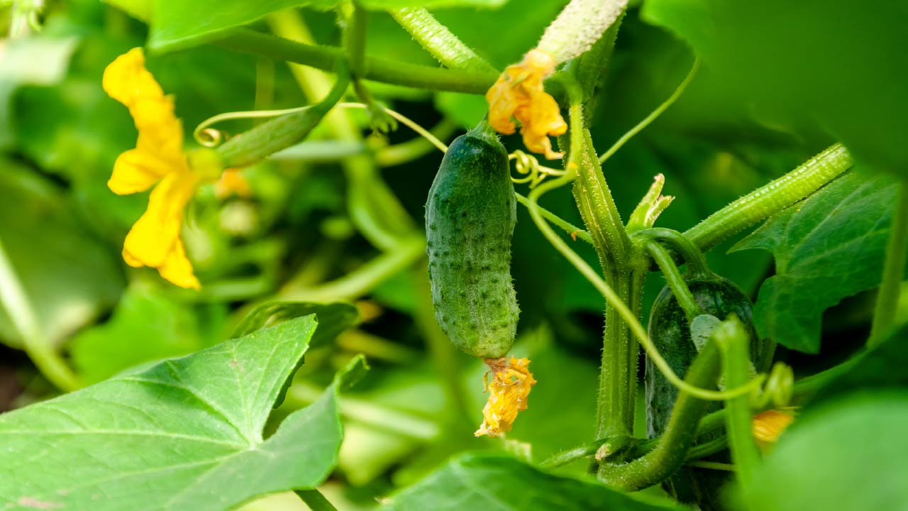 10 Tips for Growing Cucumbers in Raised Garden Beds 10 Tips for Growing Cucumbers in Raised Garden Beds