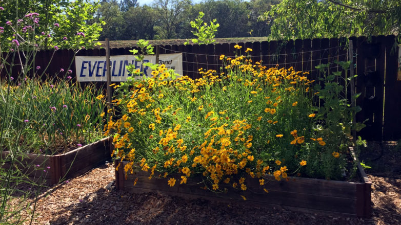 DripWorks Demonstration Garden Update