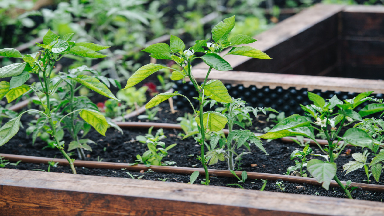 DIY Drip Irrigation Systems: Step-by-Step Guide for Home Gardeners -  DripWorks