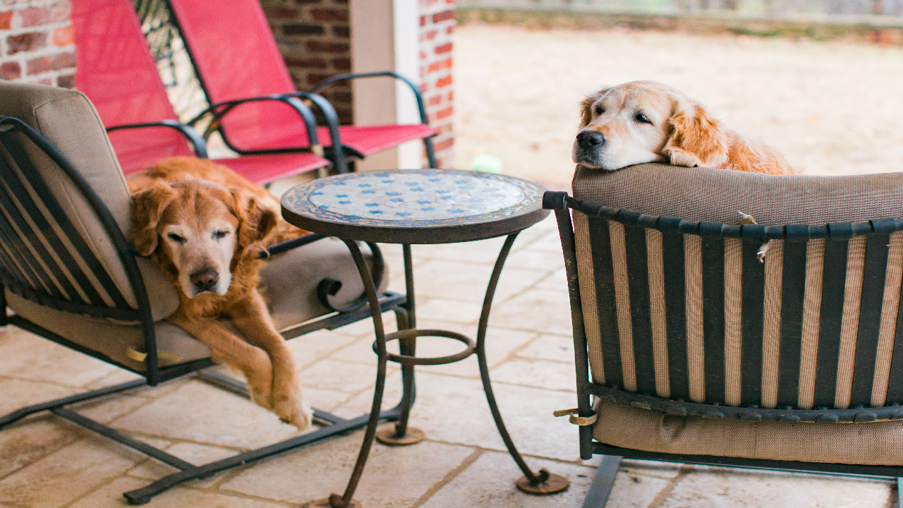How to Keep Animals Cool During the Summer? How to Keep Animals Cool During the Summer?