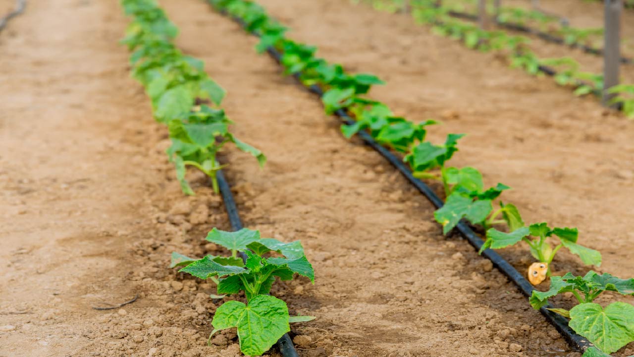 Top 10 Most Common Irrigation Questions Answered Top 10 Most Common Irrigation Questions Answered