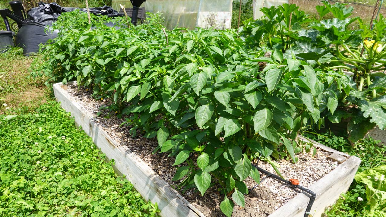 Drip Irrigation: 5 Simple Steps to Installing a Raised Bed System