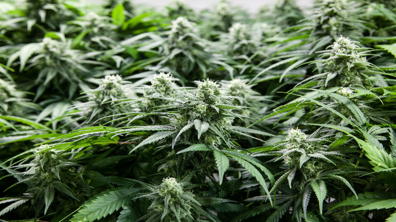 Top 5 Irrigation Products for Growing Outdoor Cannabis in 2024 Top 5 Irrigation Products for Growing Outdoor Cannabis in 2024