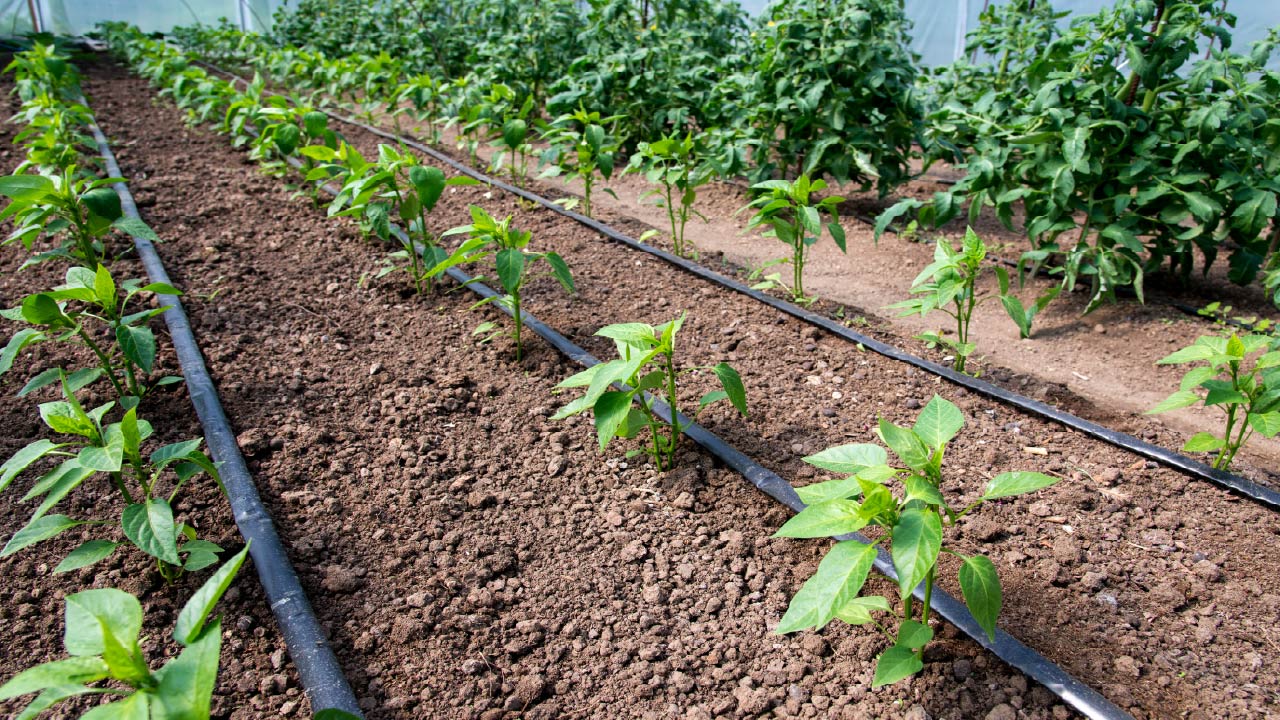 How to Plan Drip Irrigation Zones for Different Plant Water Needs