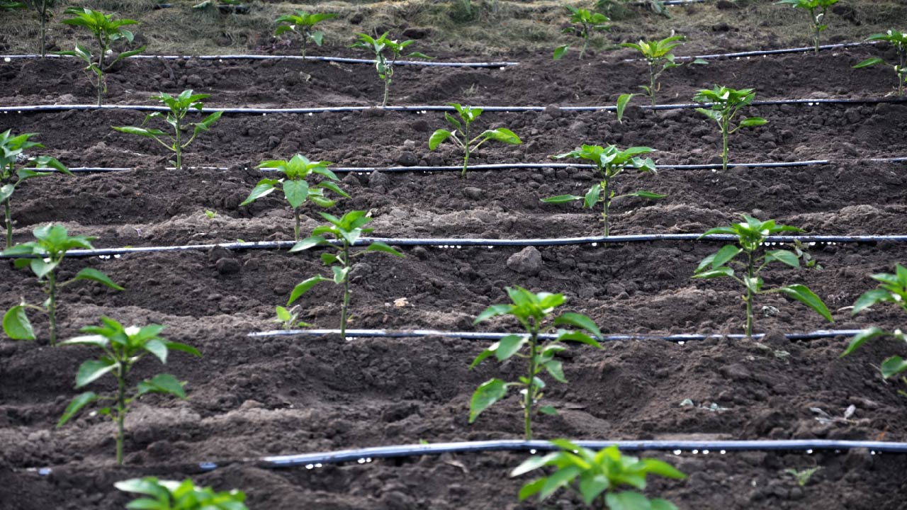 How to Improve a Drip Irrigation System with Easy Upgrades and Tips 