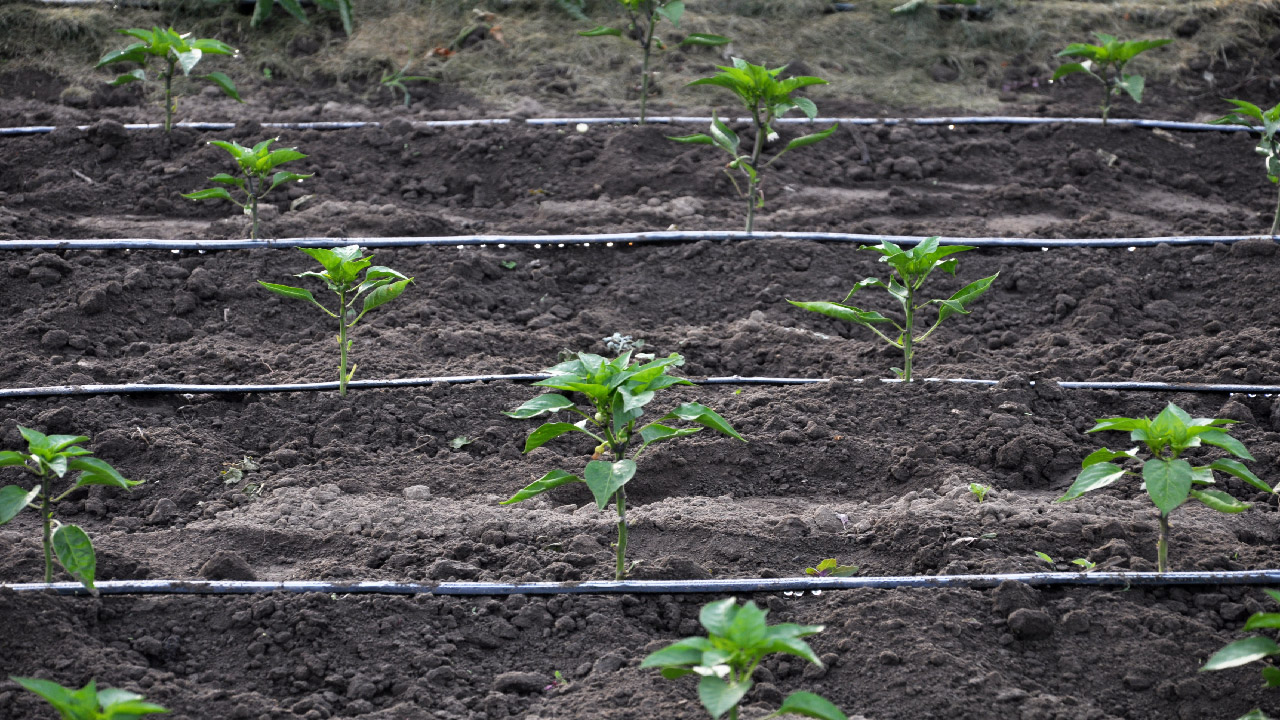 The Top 10 Most Common Drip Irrigation Mistakes The Top 10 Most Common Drip Irrigation Mistakes