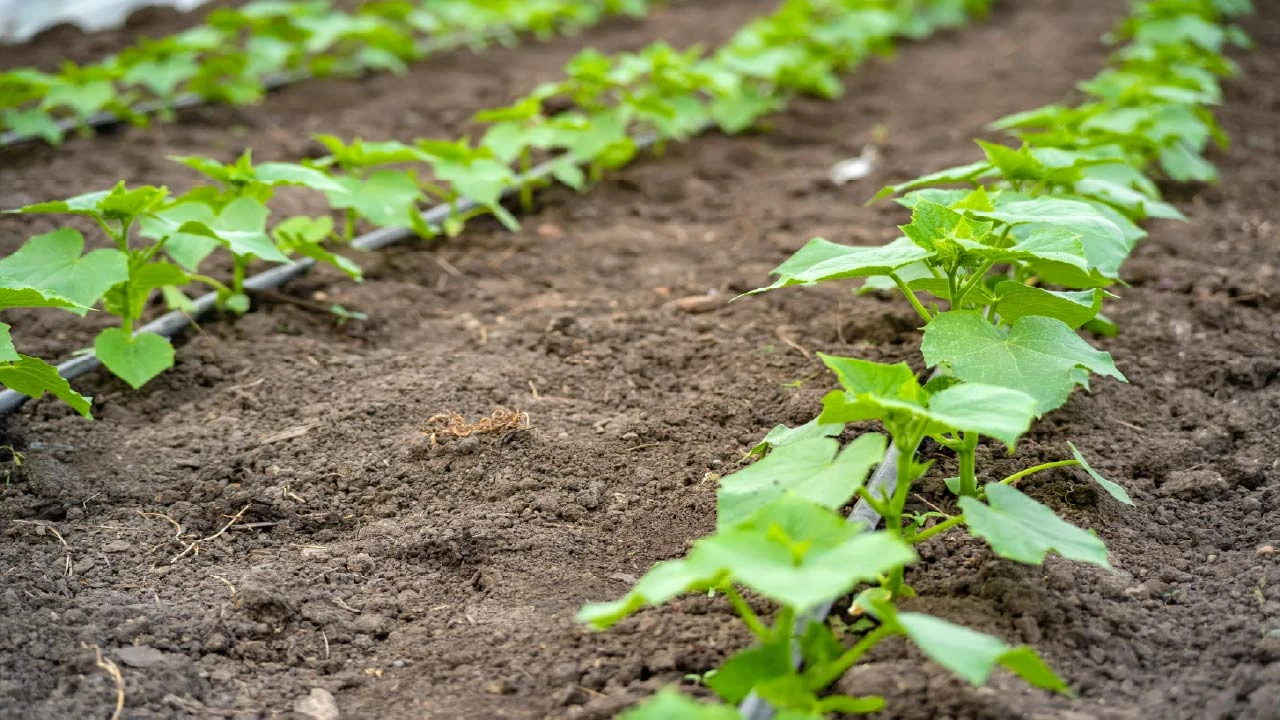 Drip Irrigation: 5 Best Drip Irrigation Kits for Easy Garden Watering