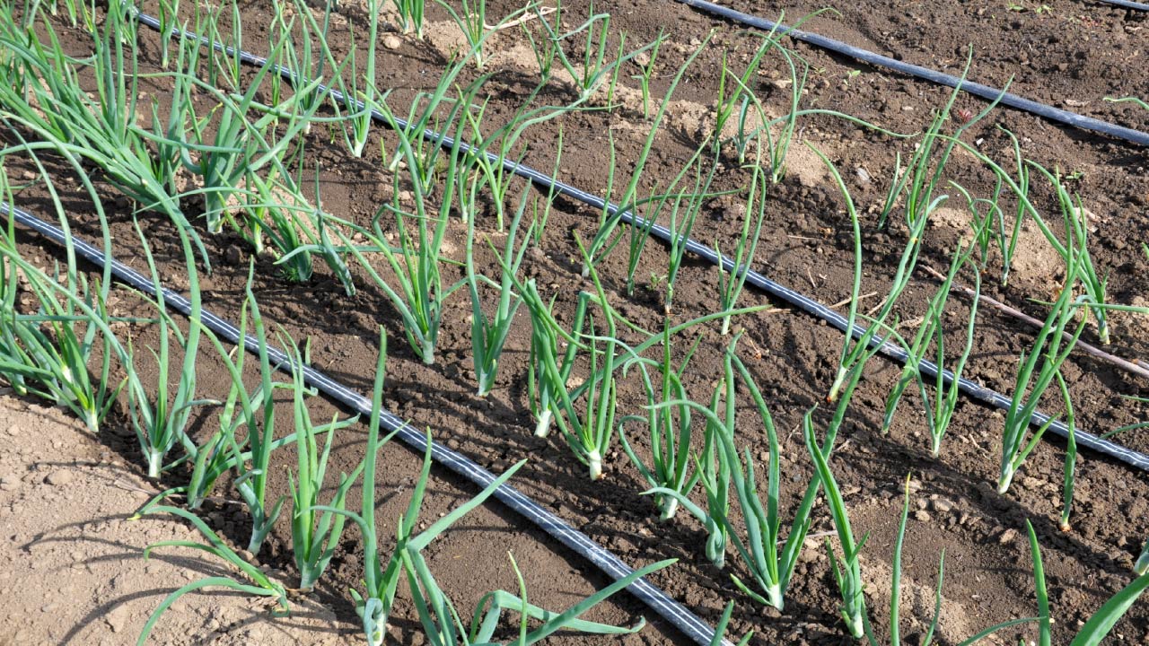 Drip Irrigation Installation: 8 Things to Know Before You Start