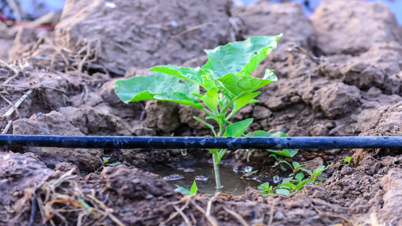 What is Fertigation? Definition, Advantages & Method What is Fertigation? Definition, Advantages & Method