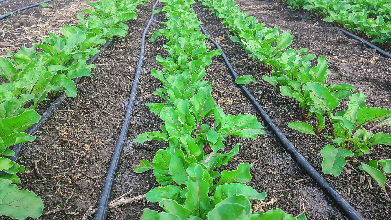 The Best 14 Drip Irrigation Tips I Wish I Knew Earlier