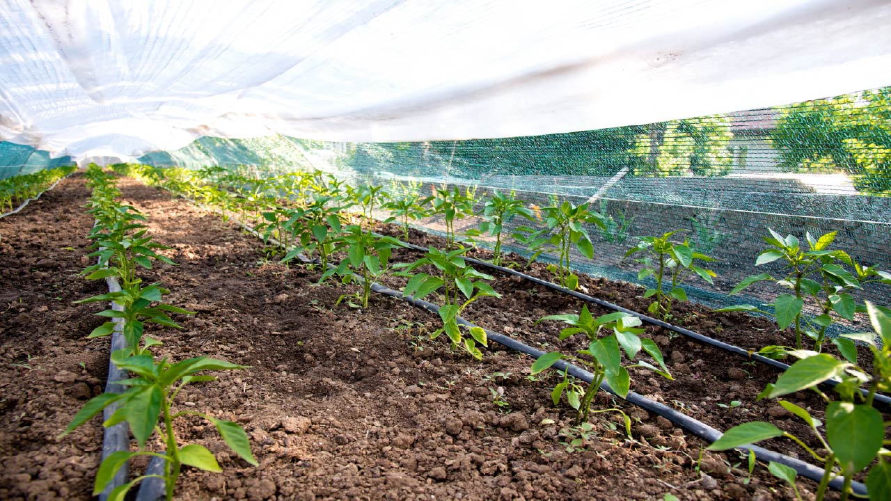 How Drip Irrigation Is Revolutionizing Farming and Gardening How Drip Irrigation Is Revolutionizing Farming and Gardening
