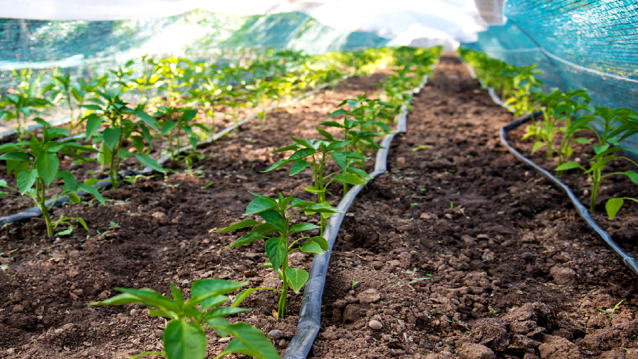 Cost-Benefit Analysis of Installing a Drip Irrigation System Cost-Benefit Analysis of Installing a Drip Irrigation System