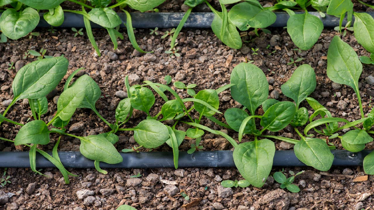 How to Prevent Clogged Drip Lines: Cleaning & Maintenance Tips