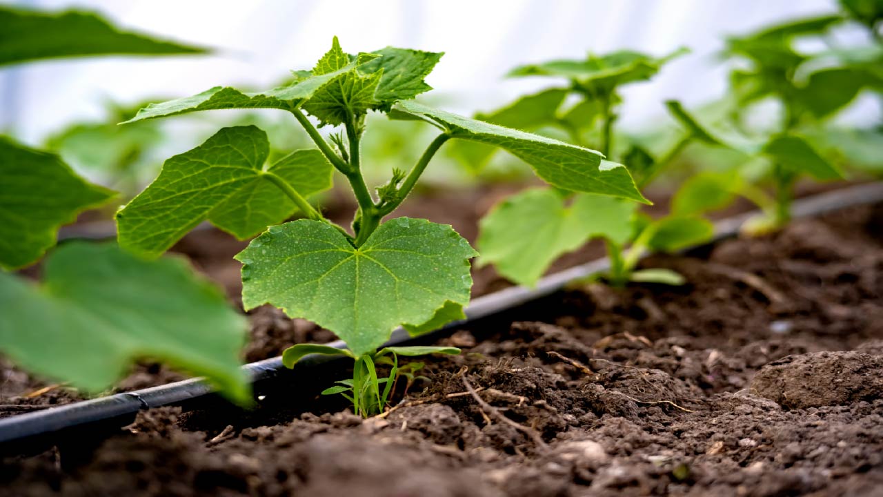 The Top 10 Most Frequently Asked Questions About Drip Irrigation The Top 10 Most Frequently Asked Questions About Drip Irrigation
