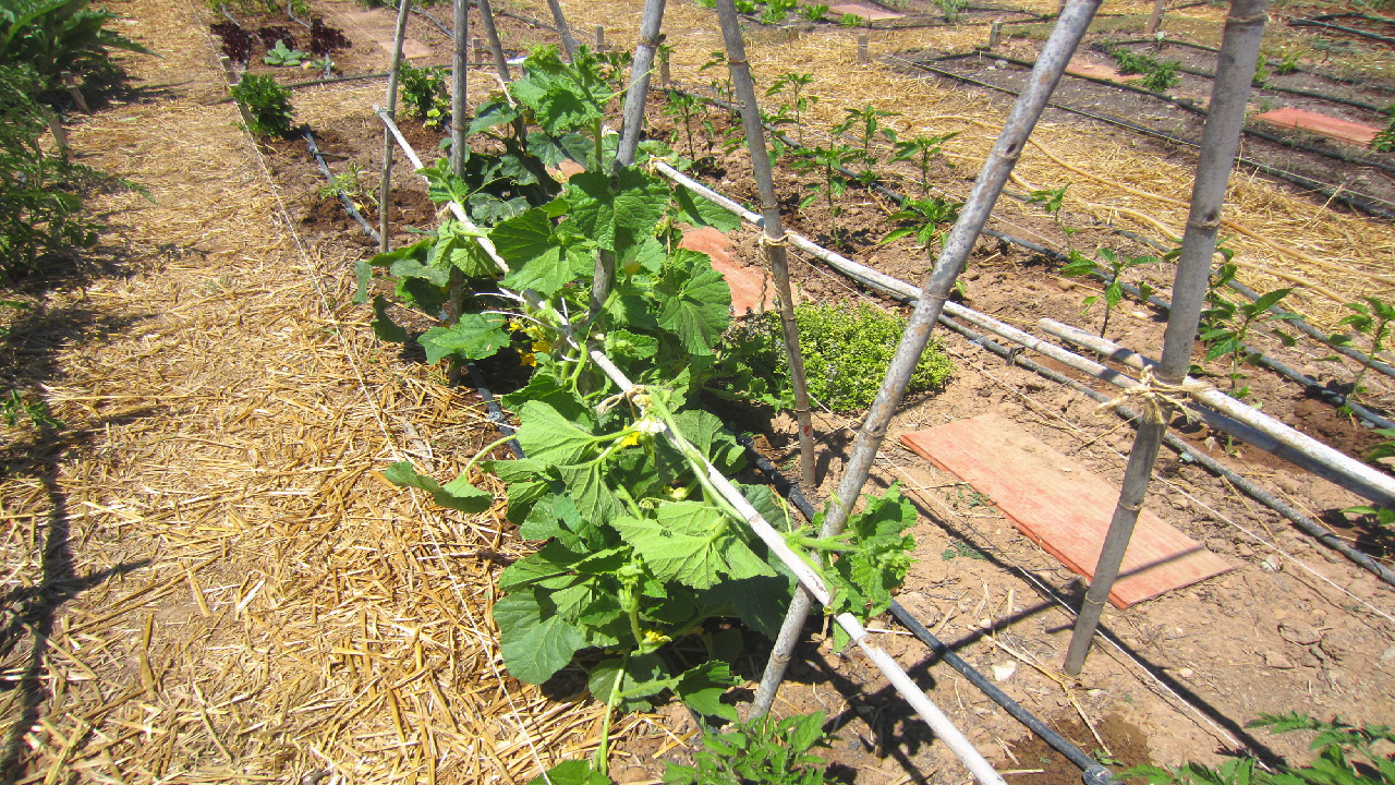 Planning Your Drip Irrigation System Planning Your Drip Irrigation System