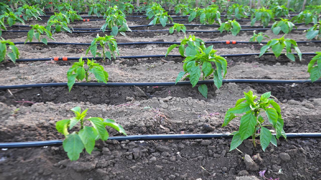 How to Save Time with a Drip Irrigation System