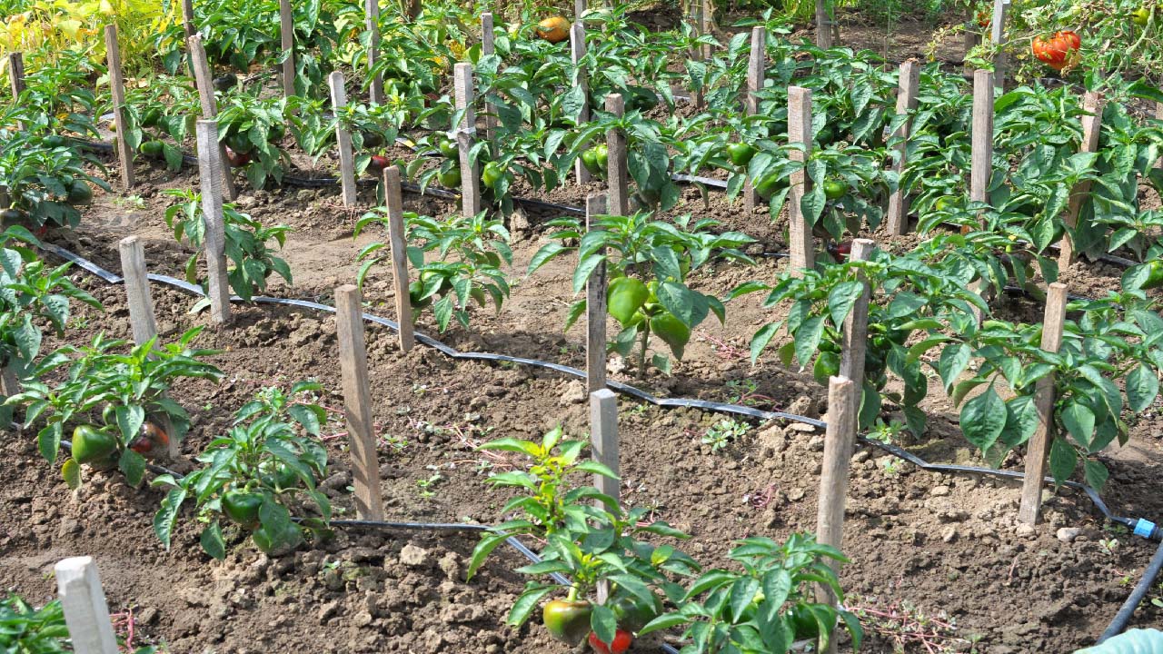 The Impact of Drip Irrigation on Soil Health and Plant Growth The Impact of Drip Irrigation on Soil Health and Plant Growth