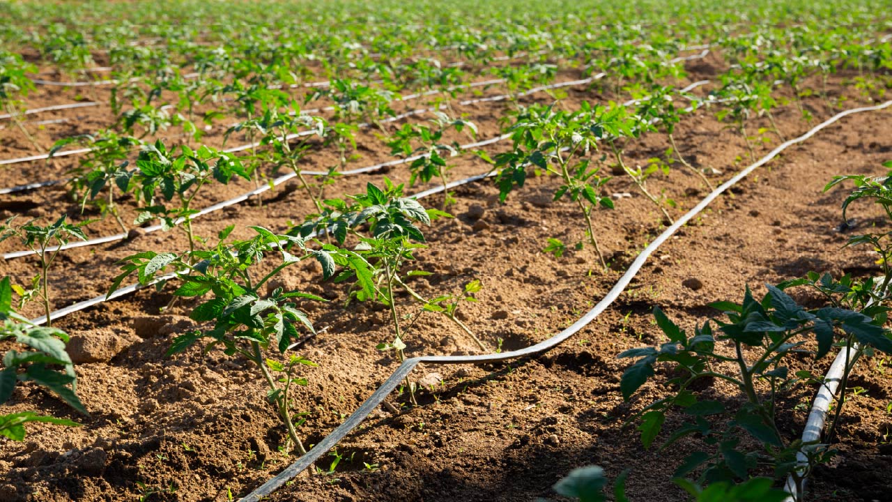 How Long to Run Drip Irrigation for a Vegetable Garden 